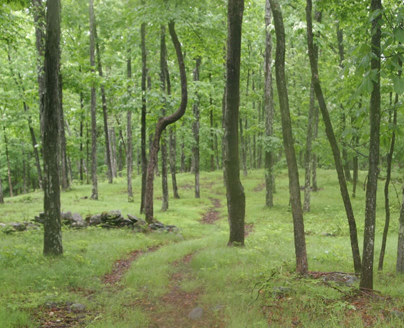 A forest with many trees and green grass