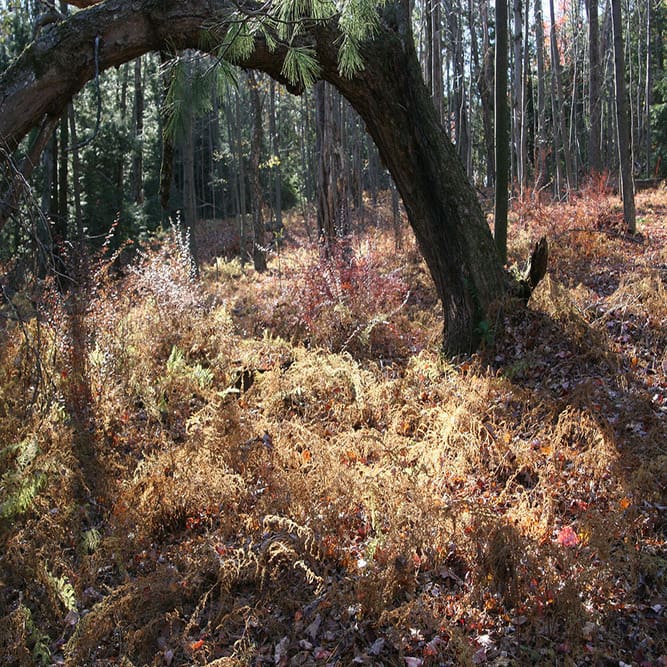 A tree in the middle of a forest with brown grass.