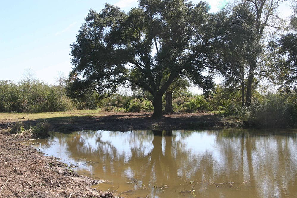 A large tree is in the middle of a pond.